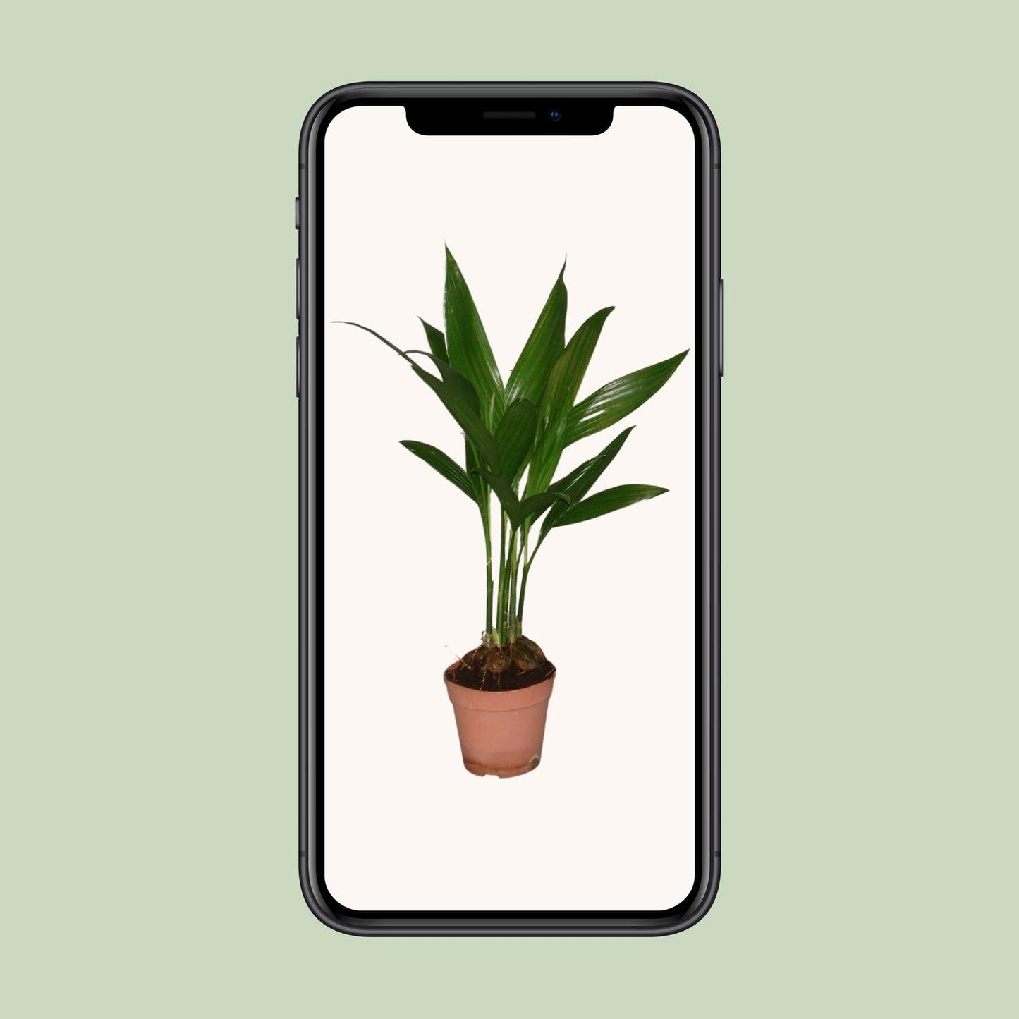 Areca Catechu – Tropische, pflegeleichte Zimmerpflanze Ø12cm