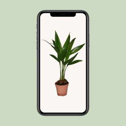 Areca Catechu – Tropische, pflegeleichte Zimmerpflanze Ø12cm