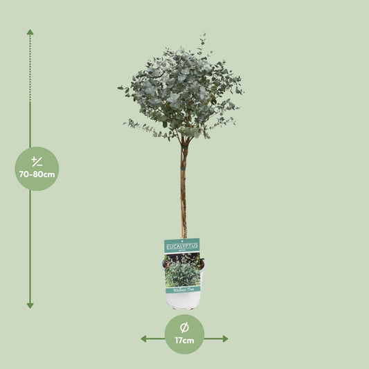 Eukalyptus am Stamm – Ø17cm, 80cm Zimmerpflanze