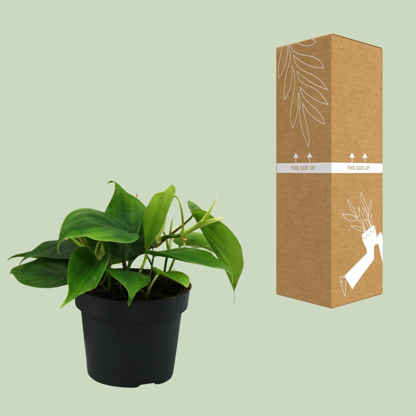 Philodendron Scandens – Pflegeleichte grüne Zimmerpflanze Ø12cm