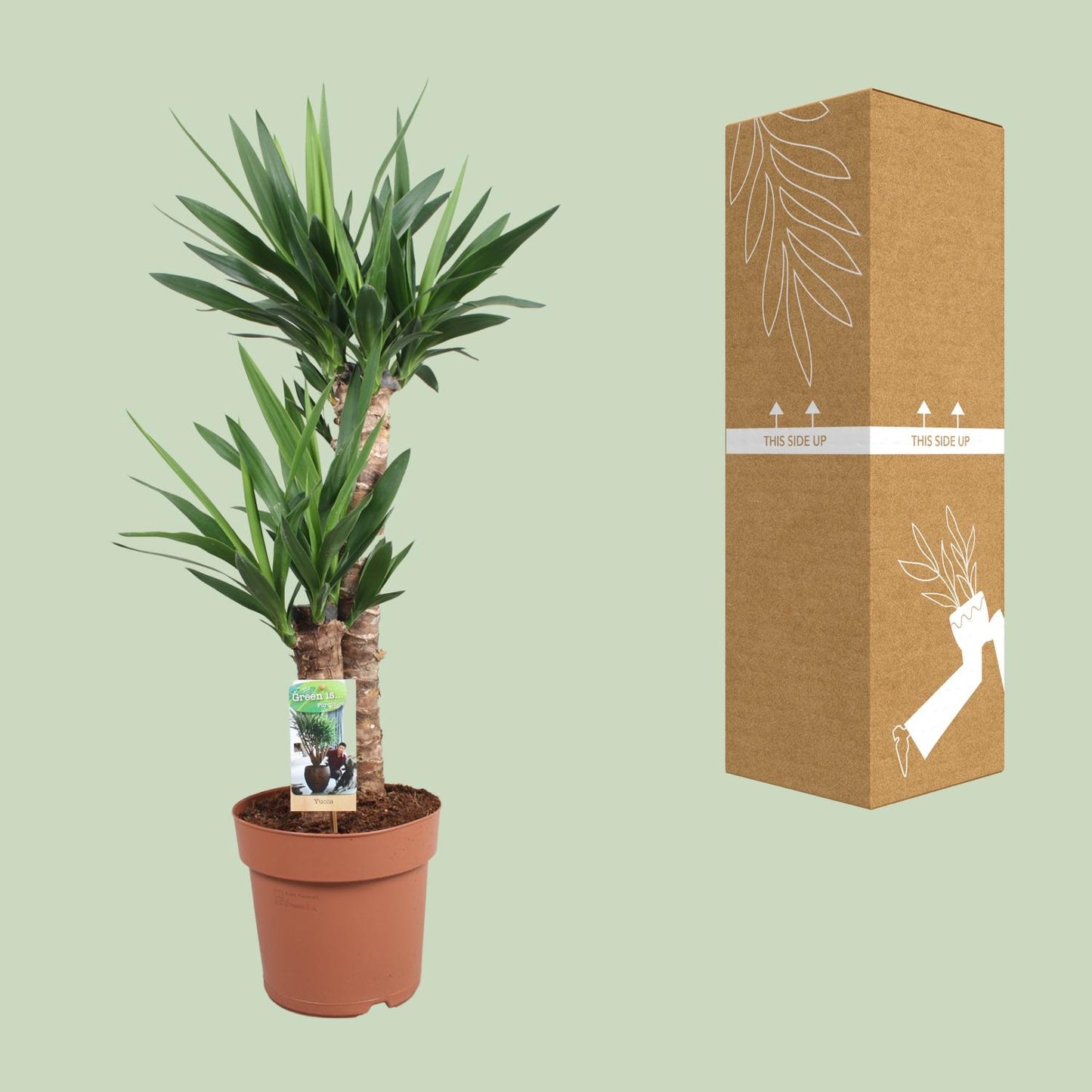 Yucca Elephantipes Ø21cm – Pflegeleichte Zimmerpflanze