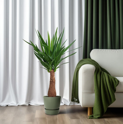 Yucca 'Maya Tree' – Pflegeleichter Elefantenfuß 100 cm