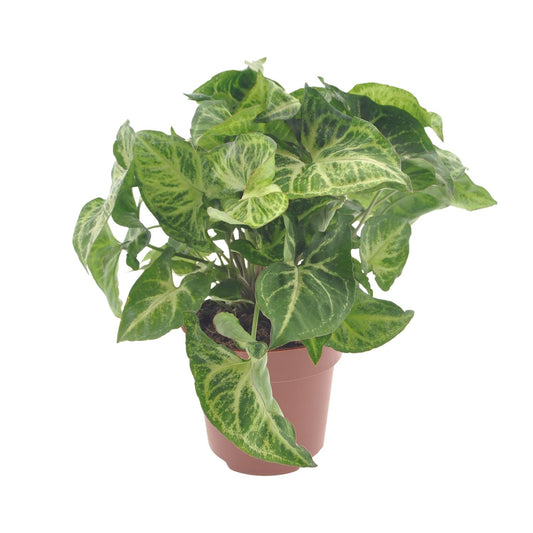 Syngonium Arrow – Pfeilspitzenpflanze Ø12cm, 25cm hoch
