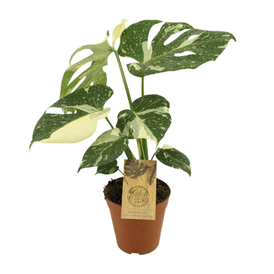 Monstera Thai Constellation – Exotische, pflegeleichte Zimmerpflanze Ø15cm