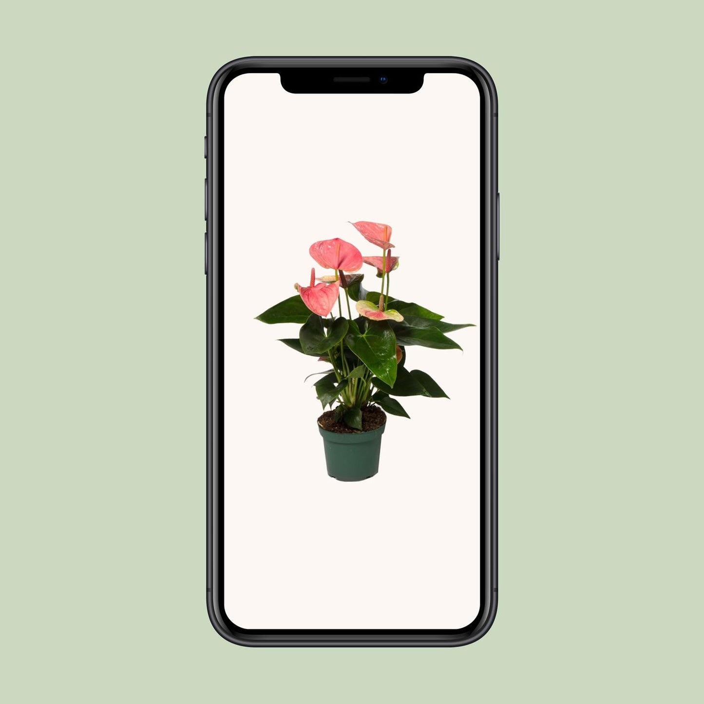Anthurium Sweet Dream – Pflegeleichte Zimmerpflanze Ø12cm