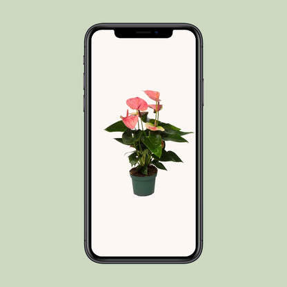 Anthurium Sweet Dream – Pflegeleichte Zimmerpflanze Ø12cm