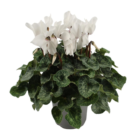 Cyclamen Weiß Ø17cm – Pflegeleichte Blühpflanze