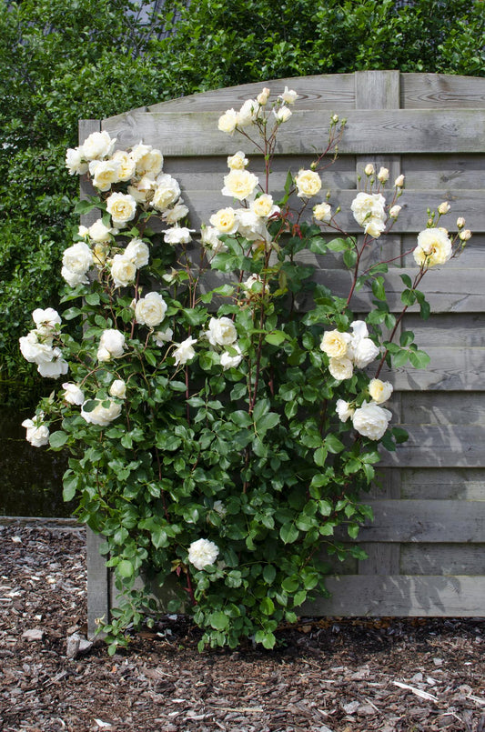 3x Kletterrose 'Crazy in Love Vanilla' Ø15cm, ca. 65cm hoch