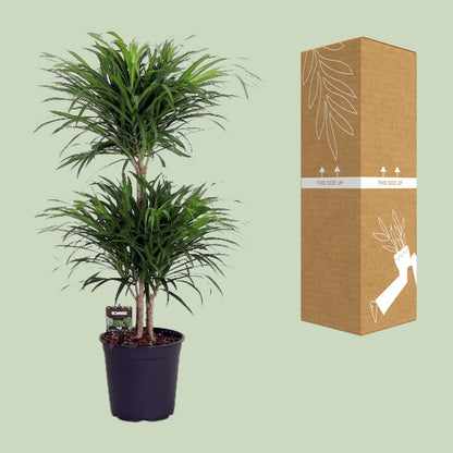 Dracaena Reflexa Anita – Pflegeleichter Drachenbaum Ø24cm, 90cm hoch