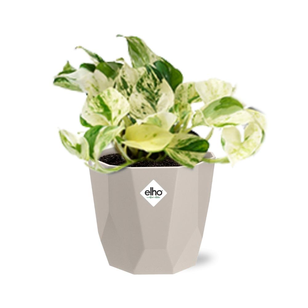 Epipremnum Pinnatum Happy Leaf in ELHO b.for rock 14 cm warm grey