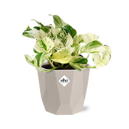 Epipremnum Pinnatum Happy Leaf in ELHO b.for rock 14 cm warm grey