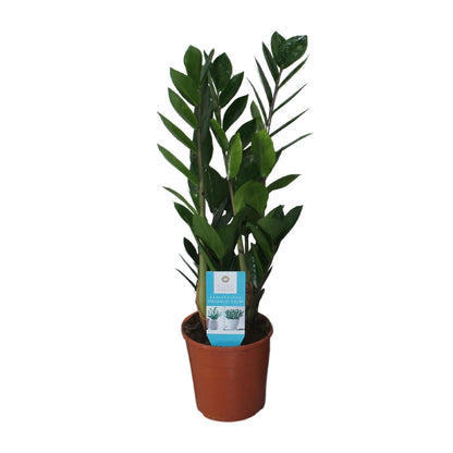 Zamioculcas Zamiifolia – Pflegeleichte ZZ-Pflanze Ø14cm, 55cm hoch
