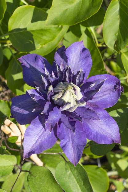 Clematis Multi Blue – Zweimalblühende Waldranke