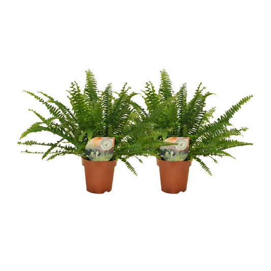 Krollblattfarn 2er Set Ø12cm, 30cm Höhe – Pflegeleicht & Luftreinigend