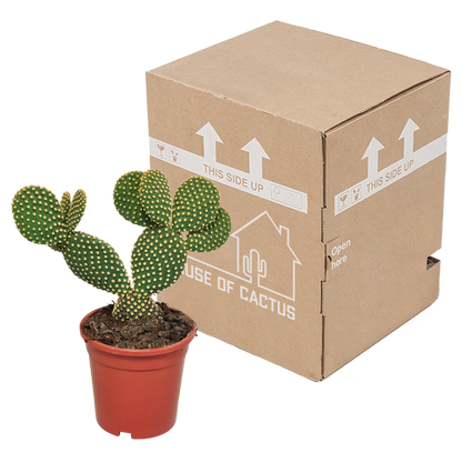 Opuntia microdasys – Pflegeleichter Zimmerkaktus 17 cm