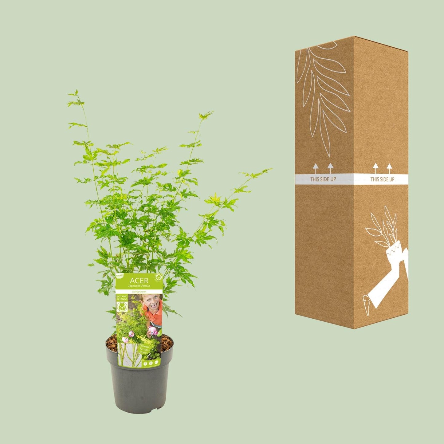 Fächerahorn 'Going Green' – kompakte Zimmer- & Gartenpflanze
