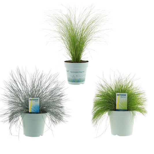 Ziergras-Mix 3er Set im Ø17cm Topf – Pflegeleicht & Robust