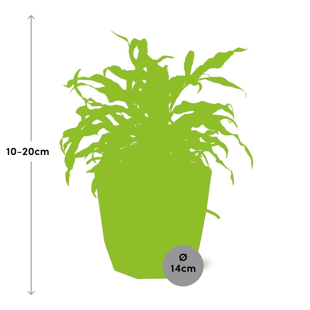 Microsorum Diversifolium – Kängurufarn 14cm Topf