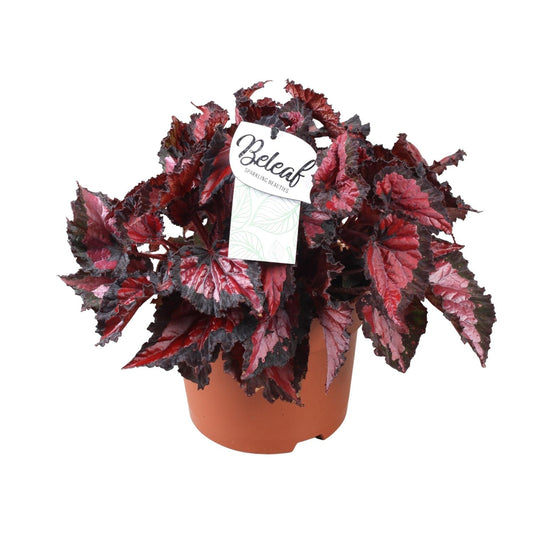Begonia Beleaf Inca Night – Pflegeleichte Zimmerpflanze Ø17cm