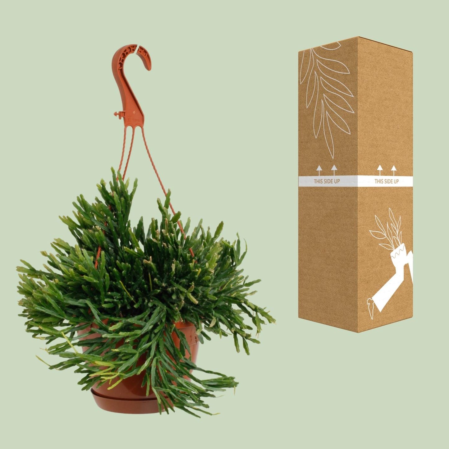 Rhipsalis Ewaldiana – Pflegeleichte Trendpflanze Ø17cm