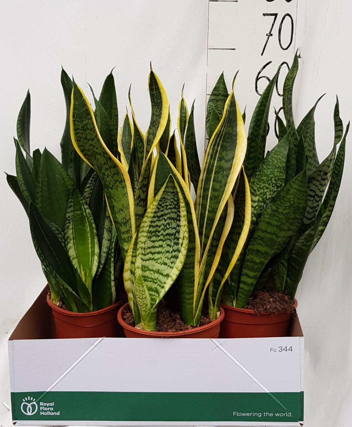 Sansevieria – Pflegeleichte Luftreiniger-Pflanze Ø21cm