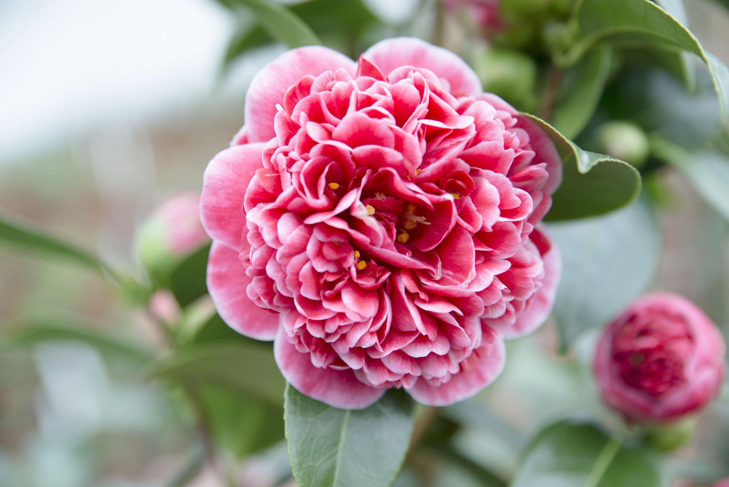 Camellia japonica 'Volunteer' – Pflegeleichte Blühpflanze Ø13cm