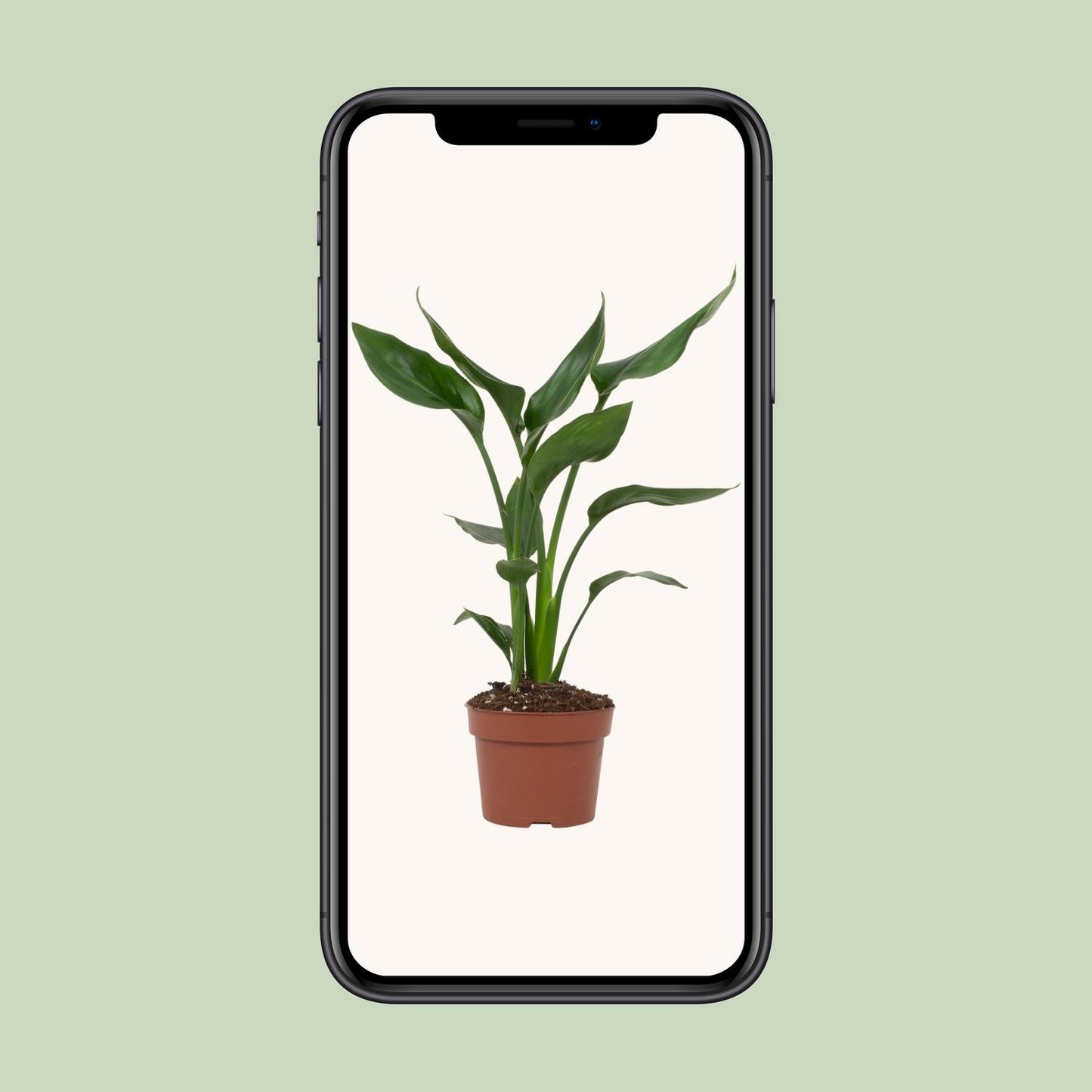 Paradiesvogelblume – Exotische, pflegeleichte Zimmerpflanze Ø12cm