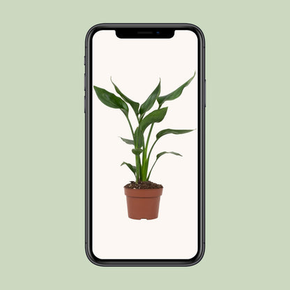 Paradiesvogelblume – Exotische, pflegeleichte Zimmerpflanze Ø12cm