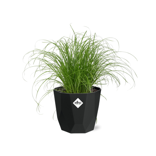 Cyperus Alternifolius Zumula – Pflegeleichtes Schirmgras 14cm