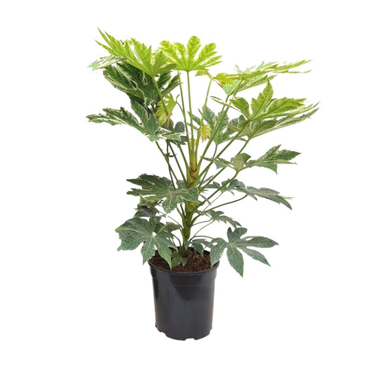 Fatsia Japonica – Robuste und pflegeleichte Zimmerpflanze
