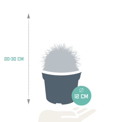 Echinocactus grusonii – Pflegeleichter Kugelkaktus 12 cm