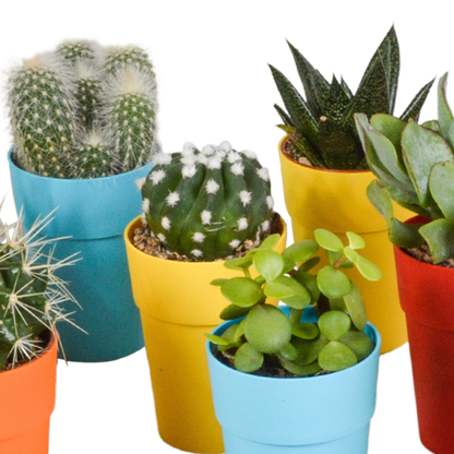 Bunte Kakteen- und Sukkulenten-Mischung 15er Set 5,5 cm