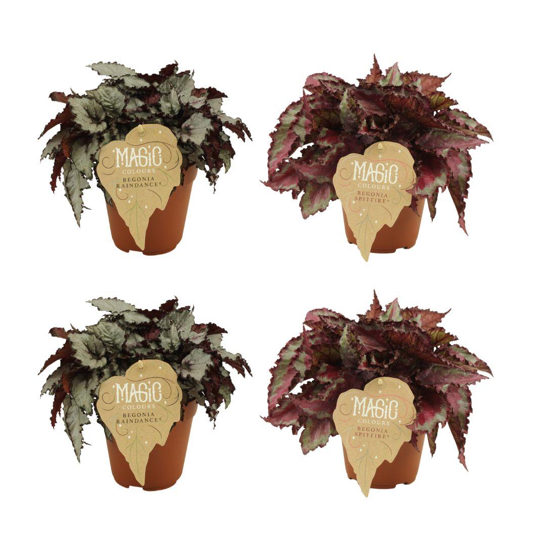 4er Set Begonia Rex – Raindance & Spitfire Ø12cm