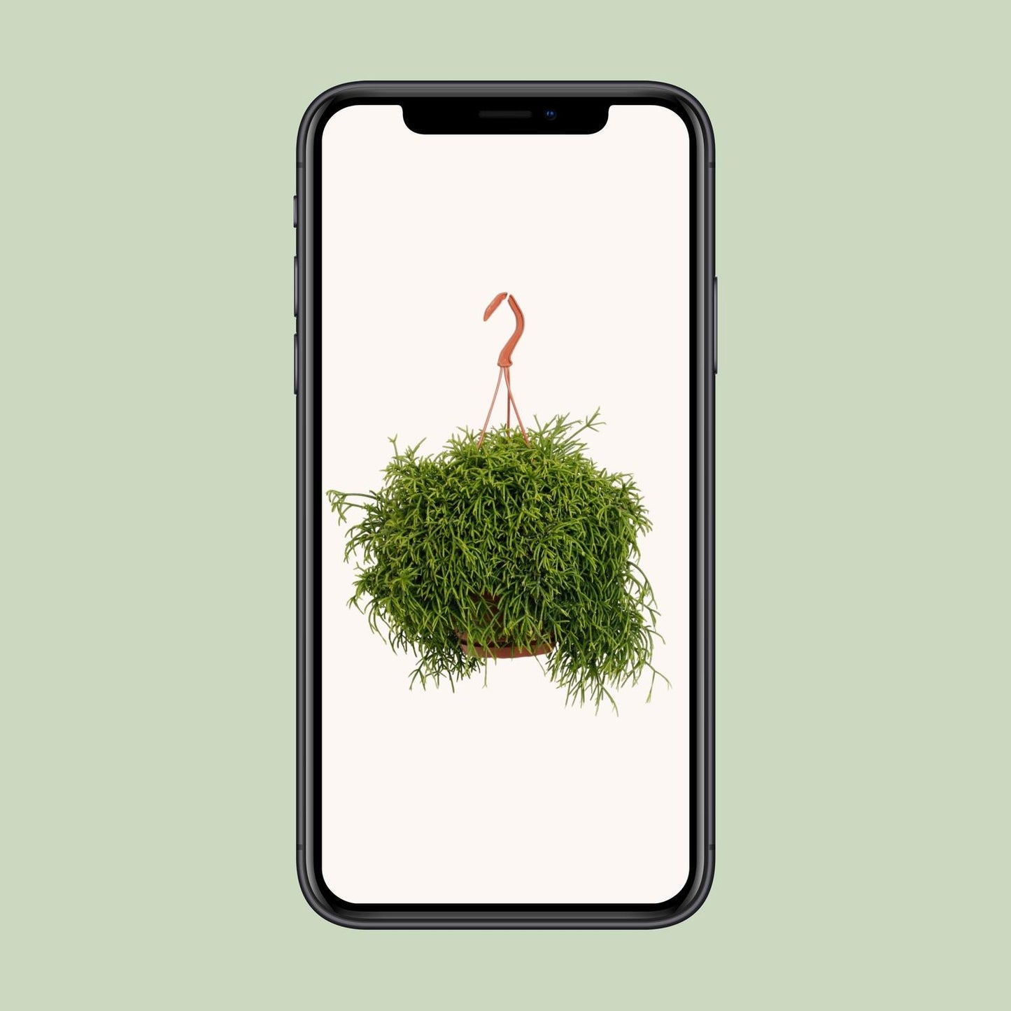 Rhipsalis Heteroclada – Pflegeleichte Trendpflanze Ø21cm
