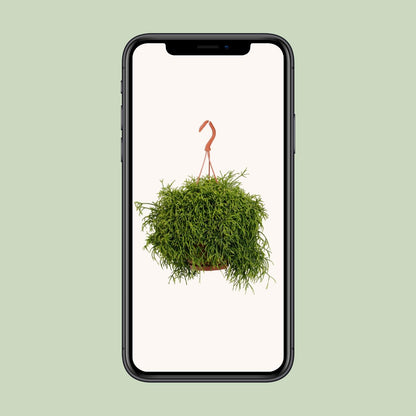 Rhipsalis Heteroclada – Pflegeleichte Trendpflanze Ø21cm