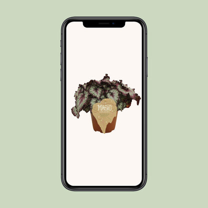 Begonia Rex Odissi – Bunte pflegeleichte Zimmerpflanze Ø12 cm