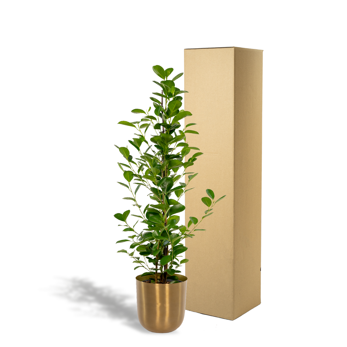 Ficus microcarpa Moclame – luftreinigende Zimmerpflanze Ø21cm