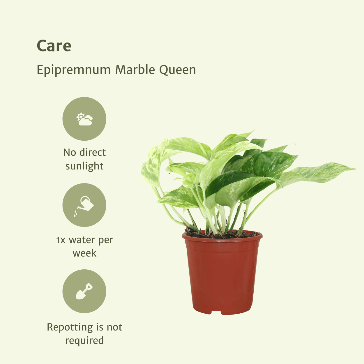 Epipremnum Marble Queen – 4er Set Ø12cm – Pflegeleichte Zimmerpflanze