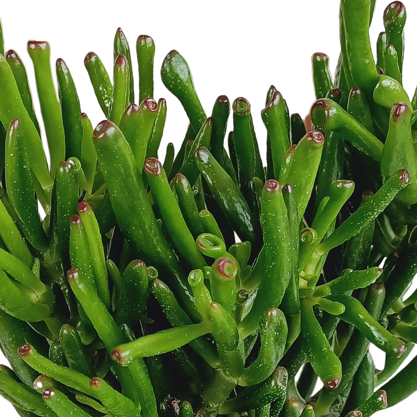 Crassula Gollum – Pflegeleichte Sukkulente 17 cm