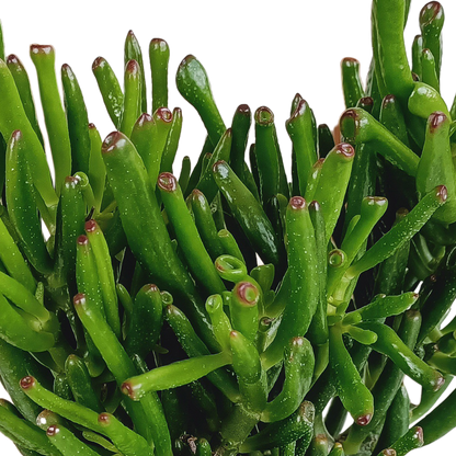 Crassula Gollum – Pflegeleichte Sukkulente 17 cm