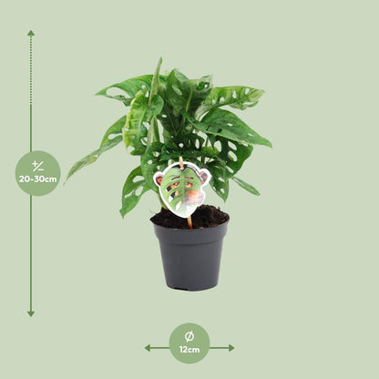 Monstera Monkey Leaf – pflegeleichte Zimmerpflanze Ø12cm