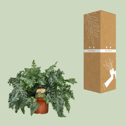 Phlebodium Davana – Goldener Tüpfelfarn Ø26cm, 60cm hoch