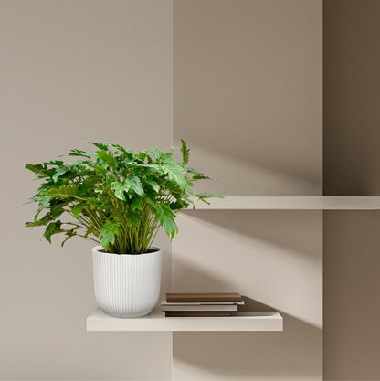 Philodendron Xanadu – Pflegeleichte tropische Zimmerpflanze