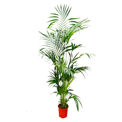 Kentia-Palme – Elegante pflegeleichte Zimmerpflanze 200 cm