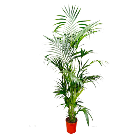 Kentia-Palme – Elegante pflegeleichte Zimmerpflanze 200 cm