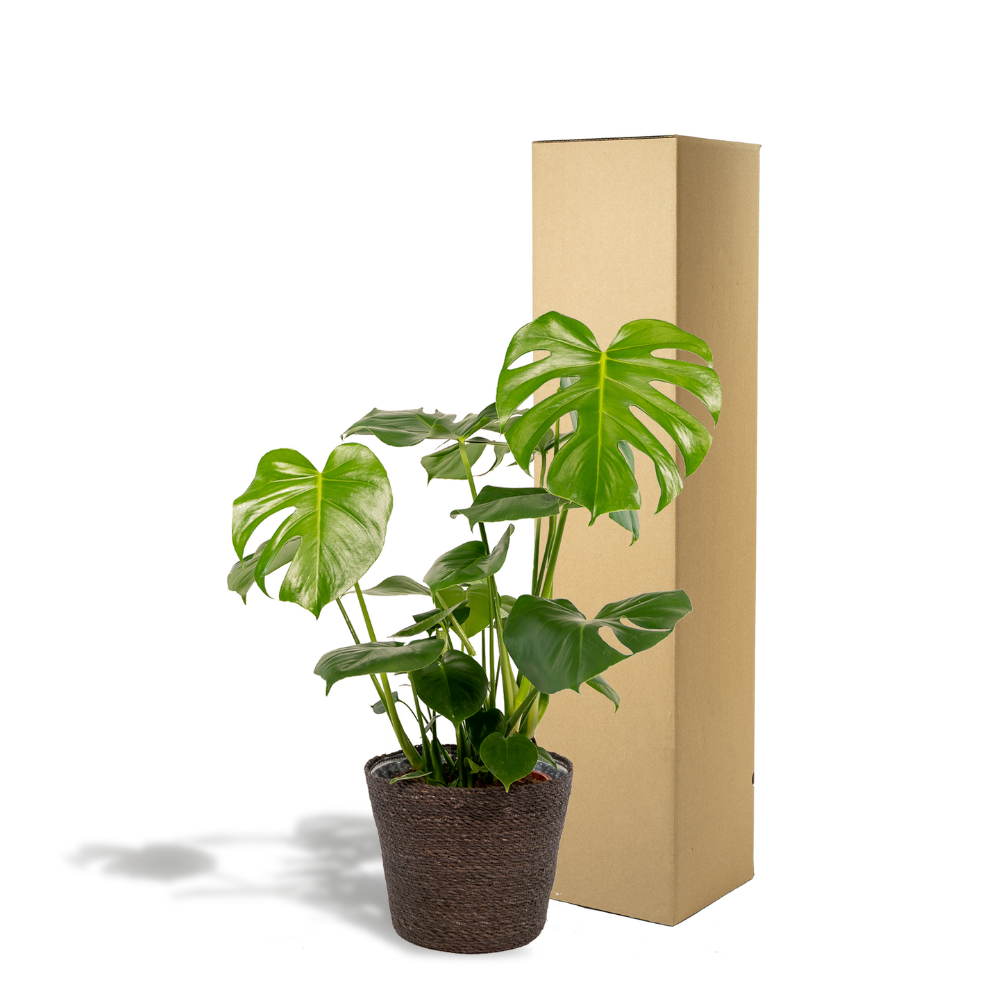 Monstera Deliciosa im Korb Igmar – Ø21cm, 80cm hoch