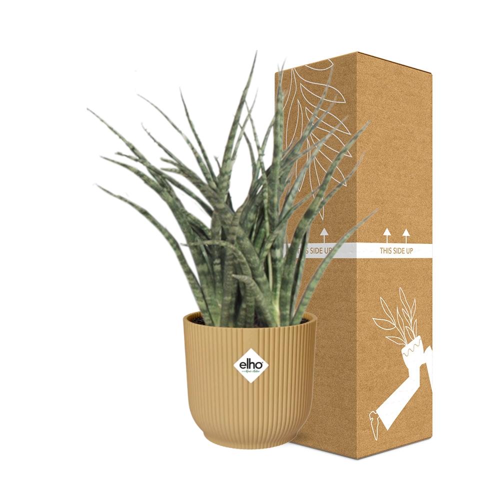 Sansevieria Fernwood Punk in ELHO Vibes Fold 14cm Gelb