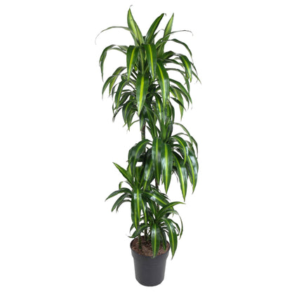 Dracaena Hawaiiana – Elegante, pflegeleichte Zimmerpflanze 180 cm