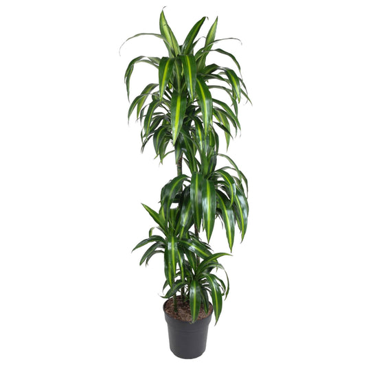 Dracaena Hawaiiana – Elegante, pflegeleichte Zimmerpflanze 180 cm