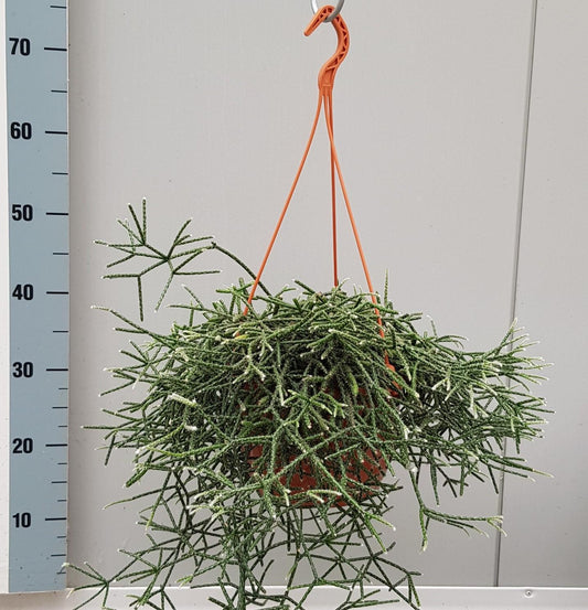 Rhipsalis Pilocarpa – Pflegeleichte luftreinigende Zimmerpflanze Ø20cm